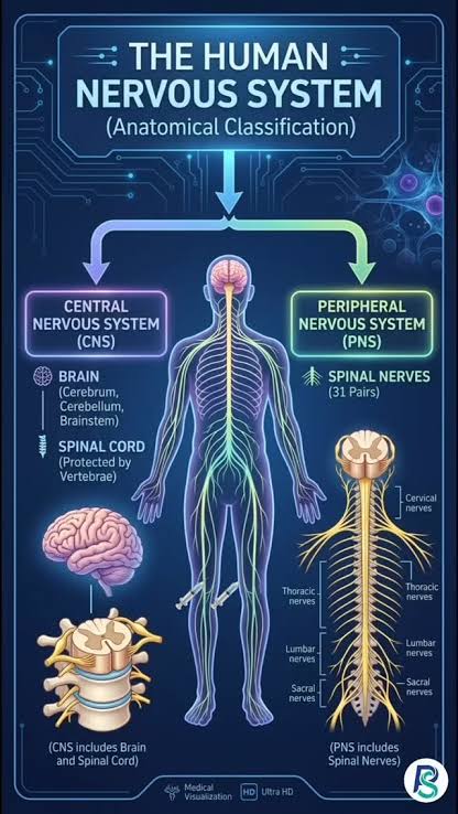 Microscopic visualization of nerve cells showing myelin sheath damage due to low vitamin b12 levels