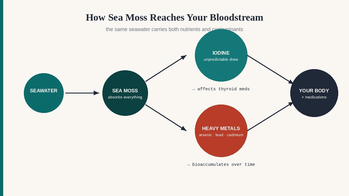 Diagram showing how sea moss absorbs iodine and heavy metals from seawater before reaching your medication cabinet