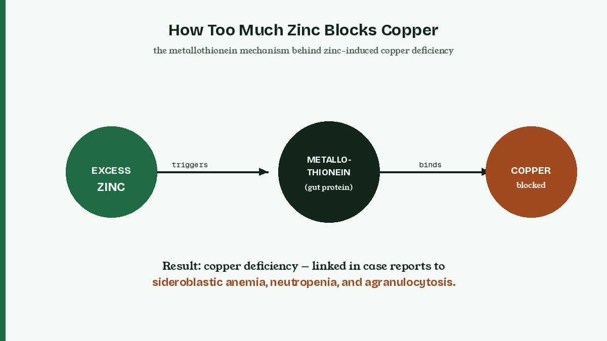 Zinc deficiency and your medications diagram showing copper deficiency mechanism