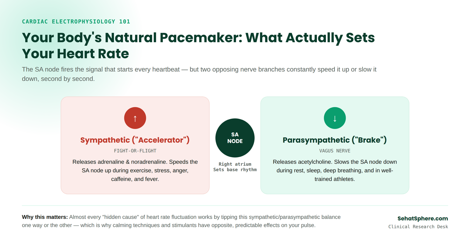 Diagram of the heart's natural pacemaker: the SA node controlled by the sympathetic nervous system accelerator and the parasympathetic vagus nerve brake