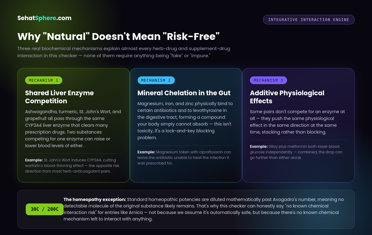 Integrative interaction checker — three shared biological pathways where Ayurveda, homeopathy, and allopathic drugs can genuinely interact