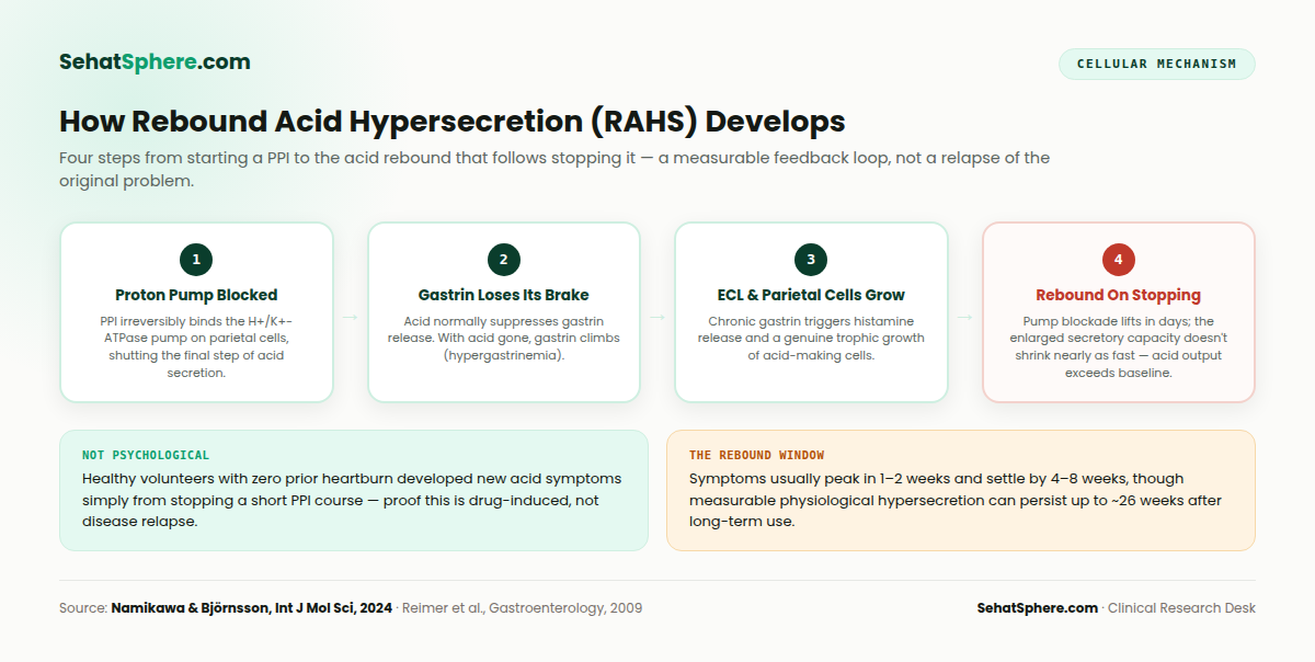 Is a PPI addictive? How rebound acid hypersecretion develops: the drug blocks the proton pump, gastrin rises unchecked, ECL and parietal cells grow, and stopping unmasks the enlarged acid-making capacity