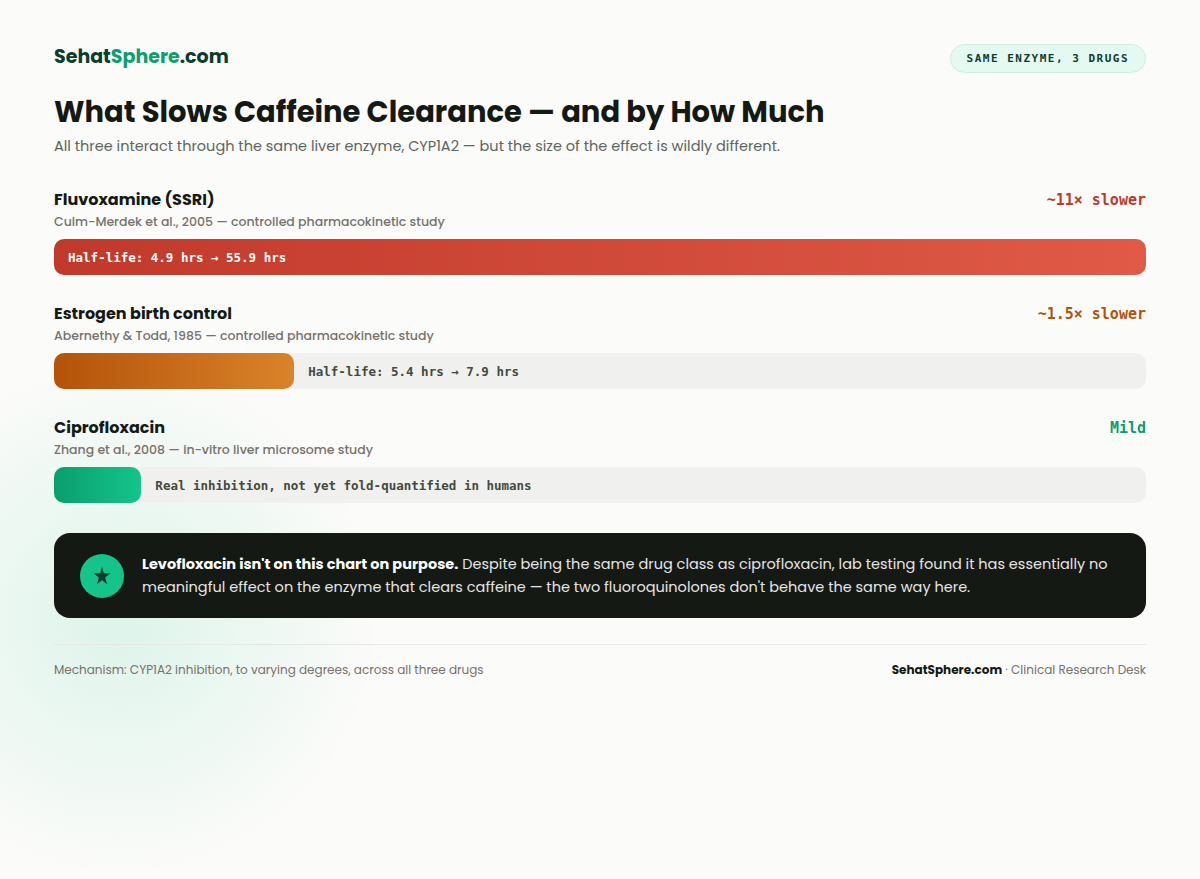 Proffee and your medications chart comparing how much fluvoxamine, ciprofloxacin, and birth control slow caffeine clearance